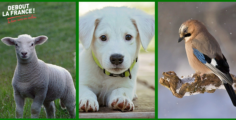 actualite_bandeau_animaux