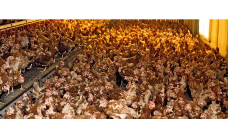 actualite_elevage-poules