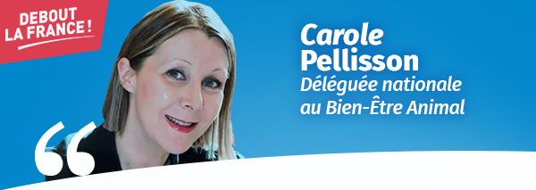 actualite_pellisson