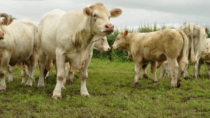 fiches_wa-veto-charolais_24